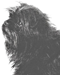 Affenpinscher  アーフェンピンシャー