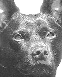 Australian Kelpie/オーストラリアン・ケルピー