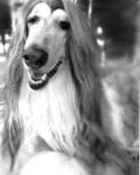 Afghan Hound/アフガン・ハウンド