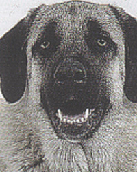 Anatorian Shepherd Dog/アナトリアン・シェパード・ドッグ