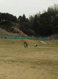 Chiba(すいらんグリーン パーク)