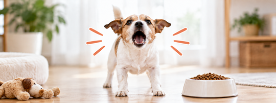 犬の「無駄吠え」は、無駄じゃない。