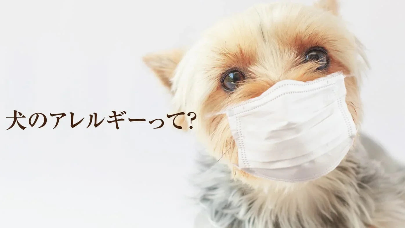 犬のアレルギーって？アレルギーの種類・原因