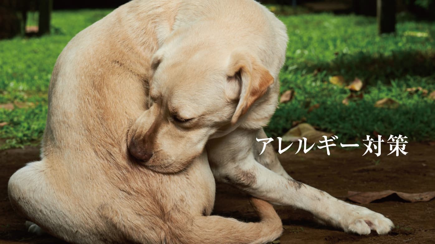 犬のアレルギー対策|日々できるアレルギー対策は？