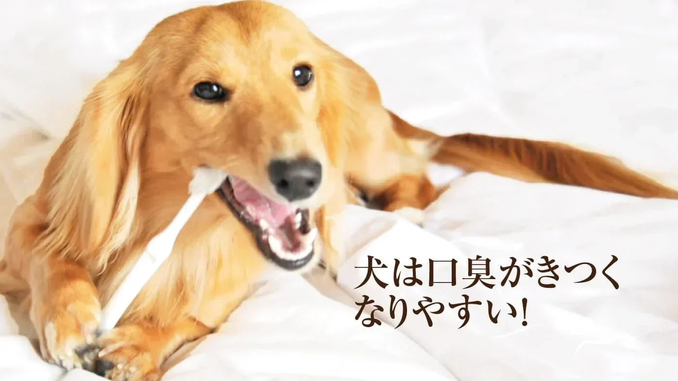 犬の口臭の原因は？えっ！犬は数時間で歯石になるっ！！