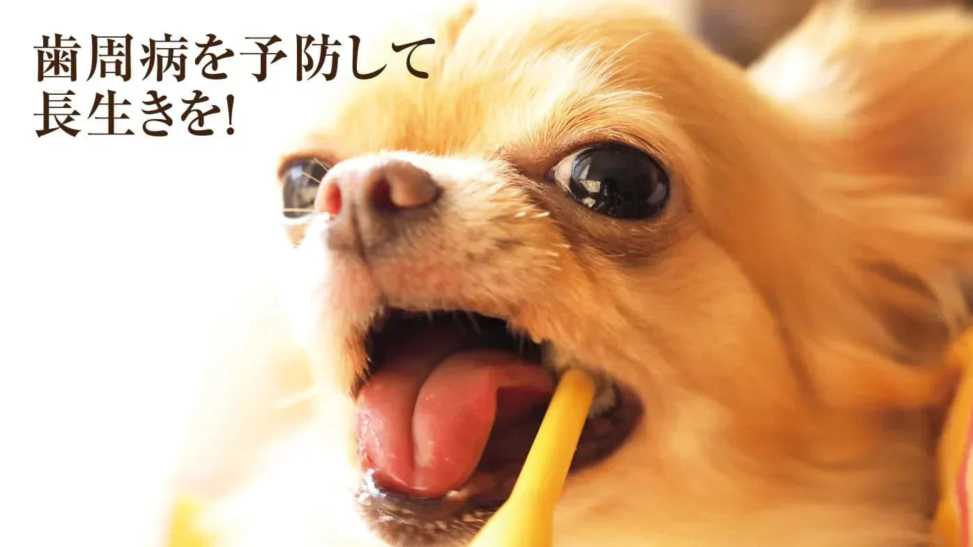 歯周病ってどんな病気？まずは敵を知る事が大切。