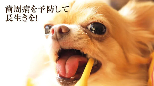 歯周病ってどんな病気？まずは敵を知る事が大切。