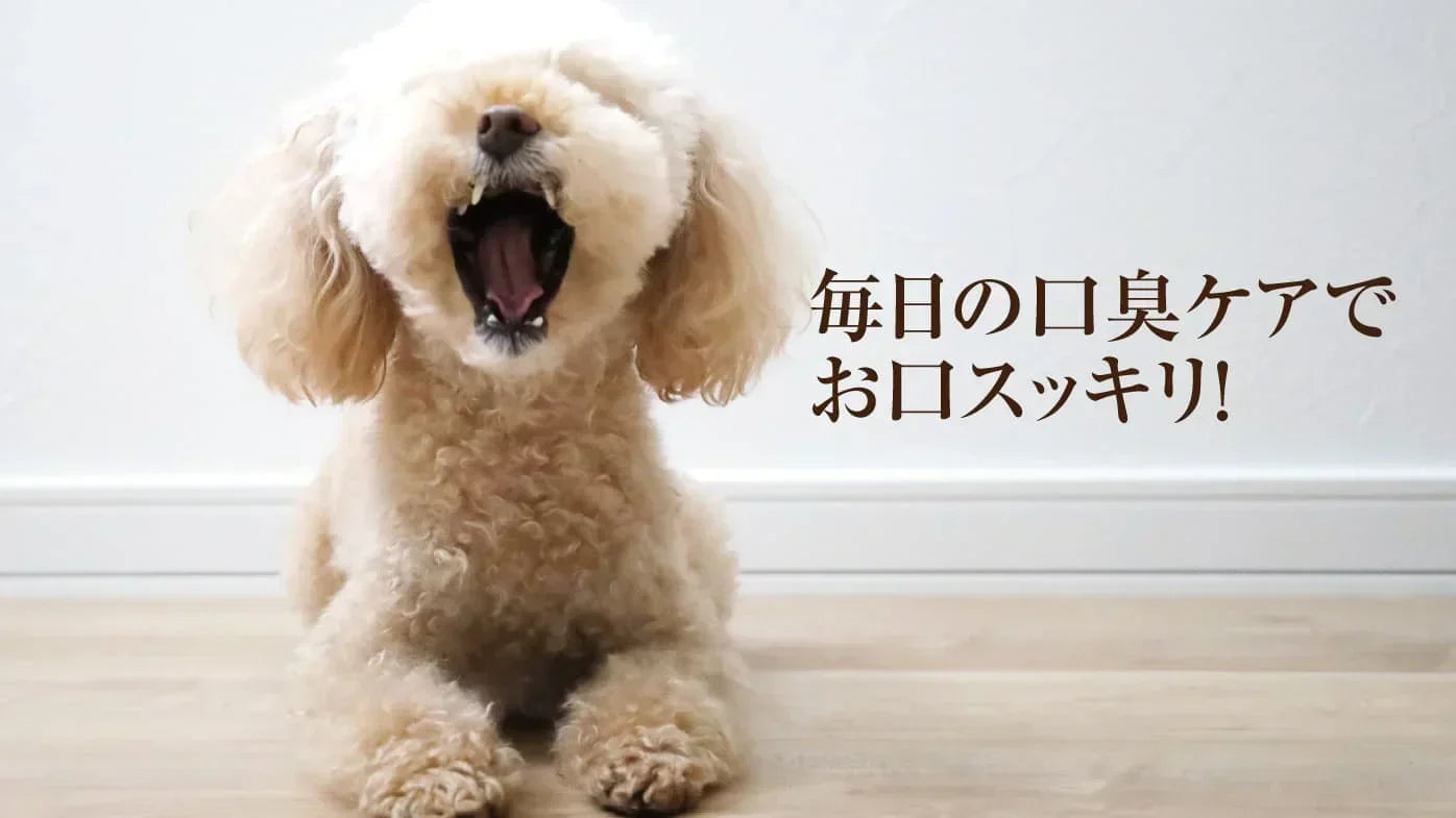 口臭ケア・対策って何かあるの？犬の口臭・どーしよう？？