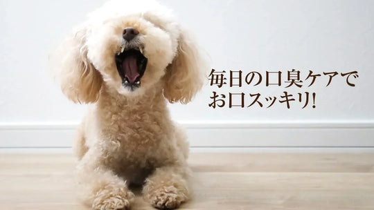 口臭ケア・対策って何かあるの？犬の口臭・どーしよう？？