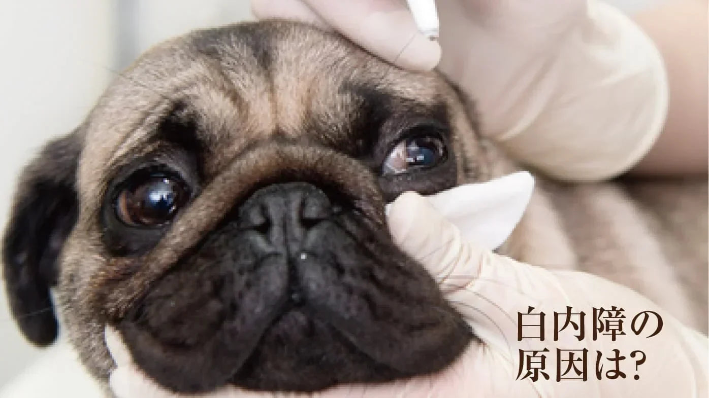 犬の白内障の原因は？えっ！犬の目は紫外線に弱いの？！