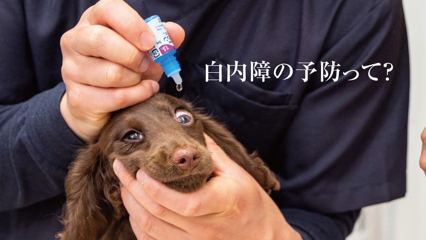 白内障の対策は？早めの対策がポイントです。