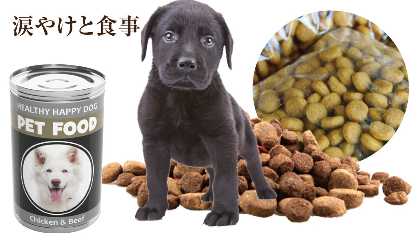 犬の涙やけと食事の関係|涙やけのフード・サプリはどうなの？