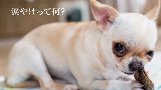 犬の涙やけって何？涙焼けってどんな症状？