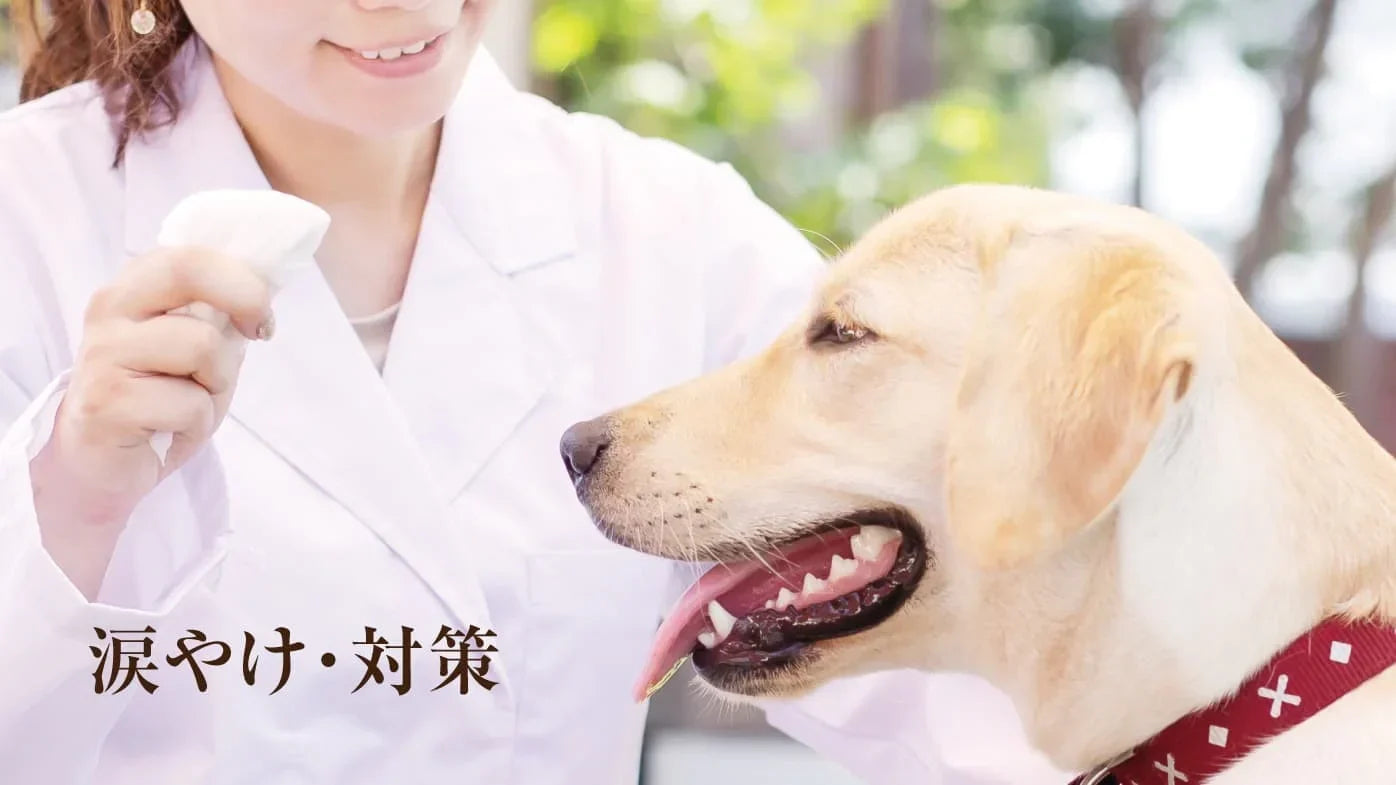 犬の涙やけ対策|日々できる涙やけ対策は？